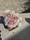 Escobaria spec.